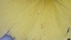 Candolleomyces candolleanus