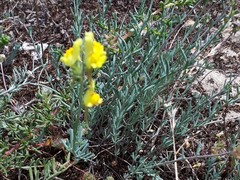 Linaria polygalifolia