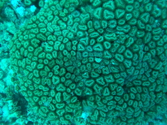 Lobophyllia corymbosa