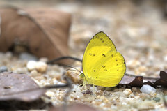 Eurema nicevillei