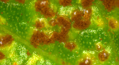 Puccinia phellopteri