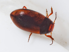 Hydroporus tristis