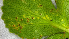 Puccinia phellopteri
