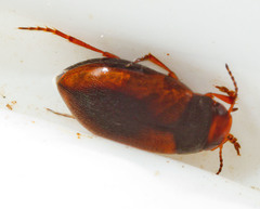 Hydroporus tristis