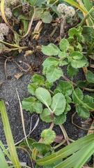 Puccinia phellopteri