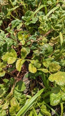 Puccinia phellopteri