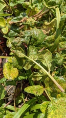 Puccinia phellopteri