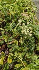 Puccinia phellopteri