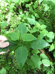 Circaea canadensis