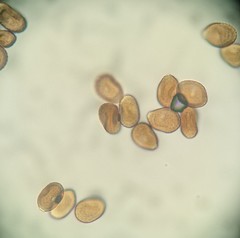 Puccinia phellopteri