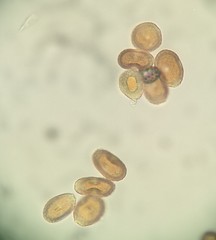 Puccinia phellopteri