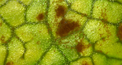Puccinia phellopteri