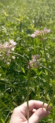 Allium angulosum