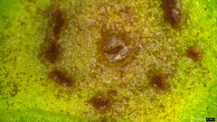 Puccinia calystegiae-soldanellae