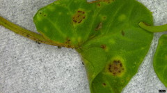 Puccinia calystegiae-soldanellae