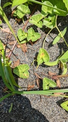 Puccinia calystegiae-soldanellae
