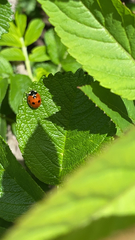 Coccinella septempunctata
