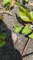 Puccinia calystegiae-soldanellae