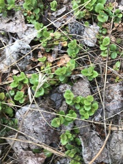 Linnaea borealis longiflora