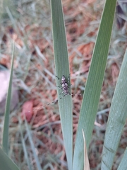 Acanthocinus griseus