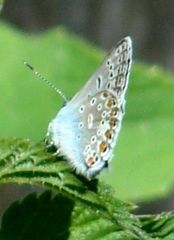 Polyommatus icarus