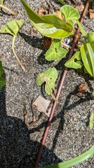 Puccinia calystegiae-soldanellae