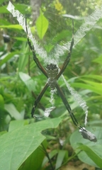Argiope submaronica