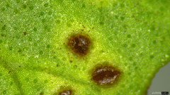 Puccinia calystegiae-soldanellae