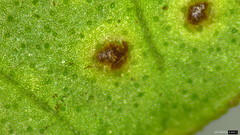 Puccinia calystegiae-soldanellae