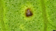 Puccinia calystegiae-soldanellae