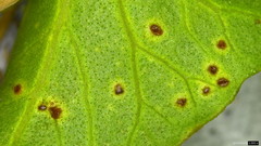 Puccinia calystegiae-soldanellae