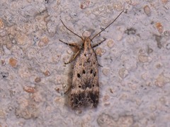 Neodactylota liguritrix