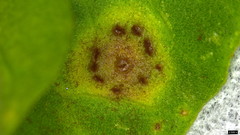 Puccinia calystegiae-soldanellae