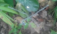 Argiope submaronica