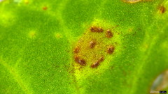 Puccinia calystegiae-soldanellae