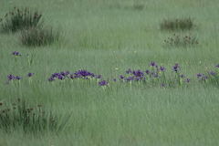 Iris reichenbachiana