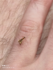 Malthinus flaveolus