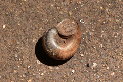 Cyclophorus martensianus