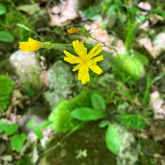 Hieracium venosum