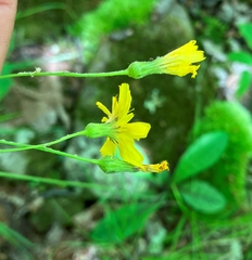 Hieracium venosum