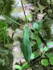 Hieracium venosum