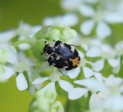 Anthrenus scrophulariae
