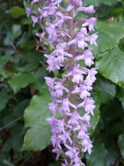 Gymnadenia densiflora