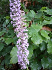 Gymnadenia densiflora