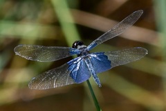 Rhyothemis triangularis