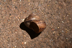 Cyclophorus martensianus