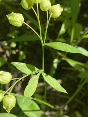 Polemonium reptans