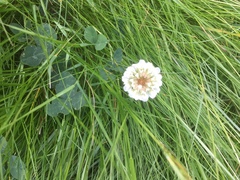 Trifolium repens