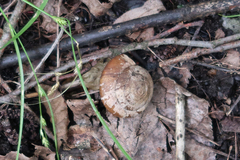 Zonitidae