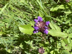 Prunella grandiflora